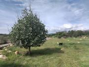 “El llurito de mis recuerdos Añoranzas y Nostalgias