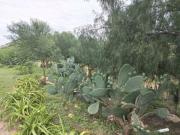 La tuna, agradable fruta de Santa Ana