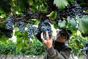 Cómo llegar al vino “100 puntos”: Viaje a la vendimia de precisión de la bodega más antigua del Alto Valle
