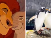 Un zoológico recreó la escena más famosa de El rey león” para presentar a su nuevo pingüino bebé