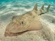 El pez guitarra: la especie que científicos y comunidades costeras buscan salvar