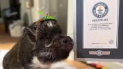 VIRAL: La razón por la que el Guinness otorgó un récord mundial a Merlín, el cerdo que habla