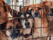 Escándalo en Rumania: en 25 años han sacrificado 1.500.000 perros