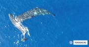 ¿No era un mito? Drones graban por primera vez a cachalotes dándose cabezazos