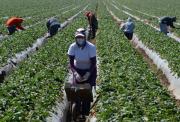 EE.UU. permite más trabajadores agrícolas foráneos pero rebaja en un 32 % los sueldos