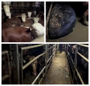 Escándalo por vacas de Uruguay varadas en el mar: acusan a empresa por maltrato animal