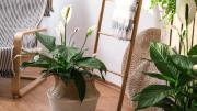 Las plantas que necesitan poca luz para vivir, no exigen cuidados de jardinería y potencian la decoración de interiores