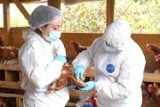 SAG confirma nuevos casos de influenza aviar en traspatios de Maule y refuerza llamado a la prevención