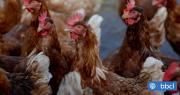 Se extiende la influenza aviar en el país: confirman casos en el Maule y Magallanes