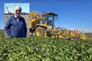 Productor de Los Ángeles rompe récord internacional en mercado de achicoria: “Ningún agricultor, ni en Bélgica ni en Chile, había sobrepasado las 100 toneladas” por hectárea