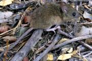 Hantavirus cobra una vida en Yacuiba y moviliza a equipos de salud