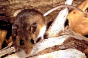 Sedes de Tarija confirma segunda persona fallecida por hantavirus