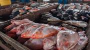Se dispara venta de pescado en Barranquilla: alta demanda por Semana Santa; mojarra lidera con precios estables