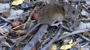 Sedes de Tarija confirma segunda muerte por hantavirus en 2026