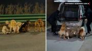 La historia viral de los perros que caminaron 16 kilómetros hasta llegar a casa era falsa: Esto fue lo que realmente sucedió