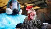 Tras casos de gripe aviar en Chile: ¿Puede afectar a los humanos?