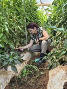 Instalan parcela demostrativa con tecnología israelí de riego en Coronel Oviedo