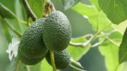 Ni abono ni riego: el truco de jardinería infalible para que el árbol de palta estalle de frutas en otoño
