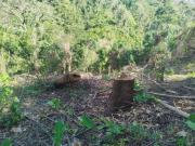 Tala indiscriminada deja sin agua a la tierra de Ronald Acuña Jr