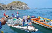 160 mil kilos de sardinas salen de Margarita hacia toda Venezuela