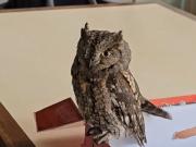 Fue al jardín de su casa y vio una pequeña ave silvestre que necesitaba ayuda: Fue una experiencia muy diferente para mí