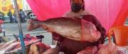 Venta de pescado y mariscos se activa por Semana Santa en La Paz