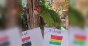 ¿Le acertará? Lorito predice al ganador del partido entre Bolivia e Irak por el Mundial
