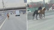 Dos caballos toman una autopista en Moscú, saltan vallas y nadie sabe de dónde salieron (VIDEO)