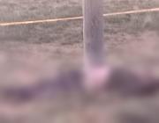 Oruro: Fiscalía investiga homicidio de un hombre que fue golpeado y atado a un poste en la localidad Quemalla 