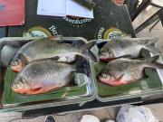 Importaciones de pescado reducen a $us 9 millones en Bolivia en 2025; 61% proviene de Chile, Argentina y Ecuador