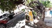 Por segundos, un auto se salva del impacto de un árbol que cae sobre una calle en Santa Cruz