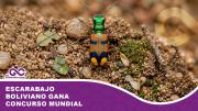 Escarabajo boliviano gana concurso mundial