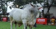 Un gigante de 1.235 kilos: el Nelore más pesado se roba la atención en Agropecruz