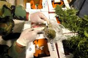 GICE detecta acopio de marihuana e incautan 200 kilos del alcaloide