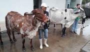 Garapa FIV Zamboni brilla en Agropecruz 2026 y se consagra Gran Campeona del concurso lechero