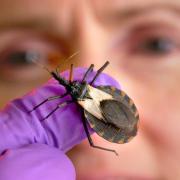 Santa Cruz baja del 50% al 1% la presencia del vector del Chagas en las viviendas