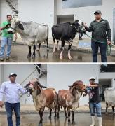 Gyr y Girolando brillan en genética y productividad