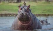 Colombia autorizó un plan de eutanasia para 80 hipopótamos que pertenecieron a Pablo Escobar