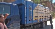 Bloqueo en Parotani: Choferes denuncian que los animales transportados sufren con calor extremo en la carretera