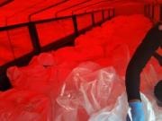 Intervienen tracto camión y decomisan 26,4 toneladas de sustancia controlada en Achica Arriba