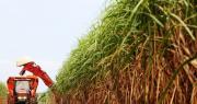 Brasil calcula que ha recogido la tercera mayor cosecha de caña de azúcar de su historia