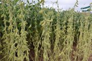 Cosecha de soya de verano registra un avance del 65%