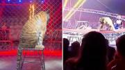 Video: Un tigre salta hacia el público durante un espectáculo de circo en el sur de Rusia