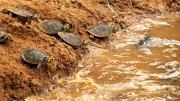 Liberarán más de 2.500 quelonios en la Reserva Manuripi ante la reducción de tortugas de agua dulce