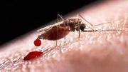 Reportan fallecimiento por malaria en Montero tras contagio en África