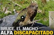 Bruce, el loro sin pico superior que se convirtió en el macho alfa de la bandada