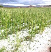Potosí: El Senamhi pronostica la caída de granizo a lo largo del fin de semana