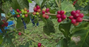 Productores de café de Santa Cruz celebran el inicio de la cosecha