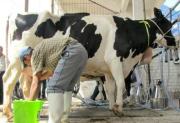 Gobierno elimina la regulación del precio de la leche y deja el ajuste al mercado