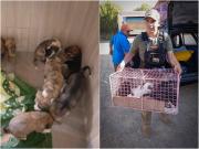 Pofoma rescata 61 cachorros que eran trasladados al Chapare